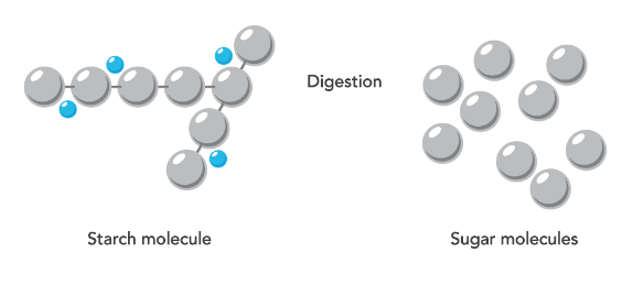 digestion of carbohydrates